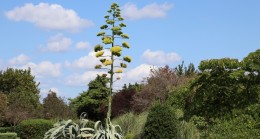 Beykoz’da 100 yıl Önce Dikilen Agave Kaktüsü Çiçeklendi