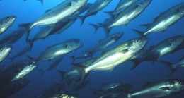 Beykoz’daki okullarda su ürünleri farkındalık eğitimi verilecek