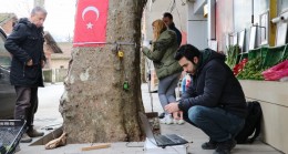 Anıt Ağaçlar Sağlık Taramasından Geçiyor