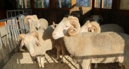 Beykoz Belediyesi’nden İhtiyaç Sahiplerine Et Sevinci