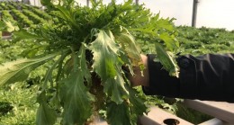 İstanbul’ un Kıvırcık Deposu Beykoz