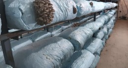 Beykoz Kirazı’ndan Sonra Mantarda Yüzler Güldü