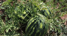 BEYKOZ KARPUZU ÇİFTÇİSİNİ DE İHTİYAÇ SAHİPLERİNİ DE SEVİNDİRDİ