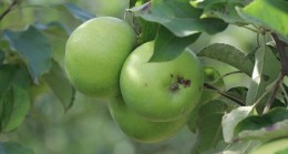 Beykoz Elmasında Yüzler Gülüyor