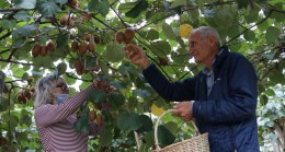 Kendisi Küçük Şifası Büyük: Beykoz Kivisi Pazara İndi