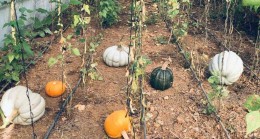 BEYKOZ’DA BAL KABAĞI MEVSİMİ