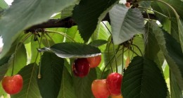 Beykoz Kirazı Olgunlaşıyor, İhtiyaç Sahipleri Seviniyor