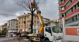 Beykoz’da Budama Mevsimi