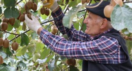 BEYKOZ KİVİSİ’NDE HASAT ZAMANI