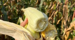 BEYKOZ MISIRI’NDA TATLI HASAT