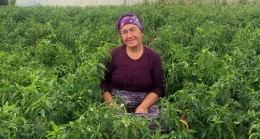 BEYKOZLU KADIN ÇİFTÇİ “ALIM GARANTİLİ TARIM”I SEVDİ