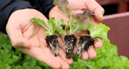 BEYKOZ’DA ÇİFTÇİLER TOHUMU GETİRİYOR FİDEYİ GÖTÜRÜYOR