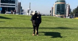 Beykoz’da firari manda paniği