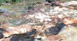 Beykoz Çavuşbaşı’nda çirkin görüntüler