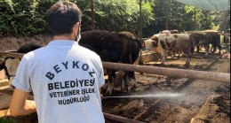 BEYKOZ KURBAN BAYRAMI’NA HAZIR