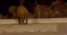 Beykoz Anadolu Kavağı’nda Domuz Sürüsü Caddeye İndi