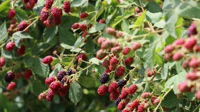 İstanbul’un Göbeğinde Dalından Meyve Keyfi