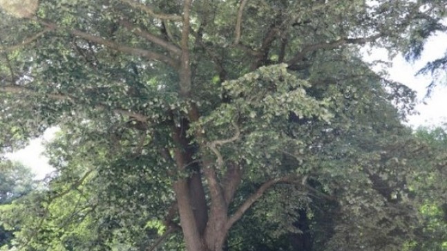 Akbaba Ihlamuru 509 Yıldır Beykoz’a Nefes Veriyor