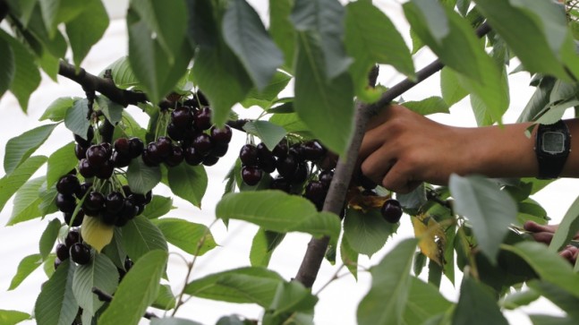 Beykoz Kirazı’nda Hasat Zamanı