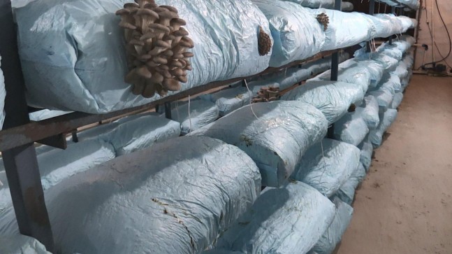 Beykoz Kirazı’ndan Sonra Mantarda Yüzler Güldü