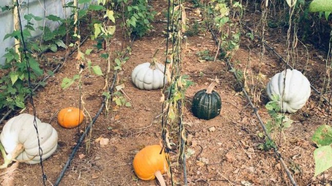 BEYKOZ’DA BAL KABAĞI MEVSİMİ