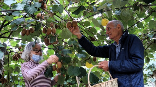 BEYKOZ’DA KENT TARIMI ATAĞA GEÇTİ