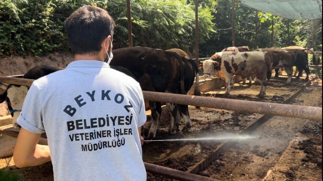 BEYKOZ KURBAN BAYRAMI’NA HAZIR