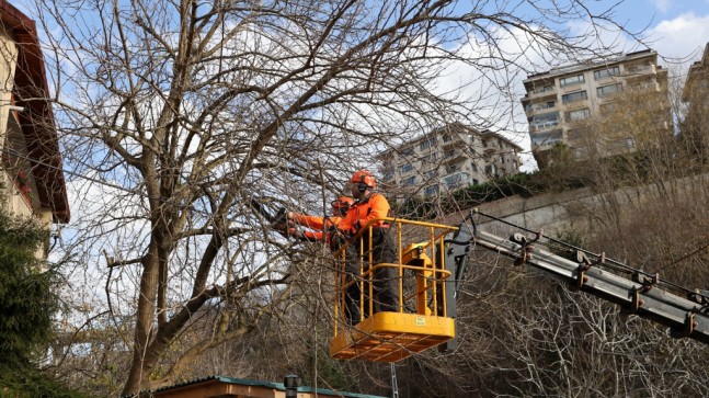 BEYKOZ’DA AĞAÇ BUDAMA MEVSİMİ