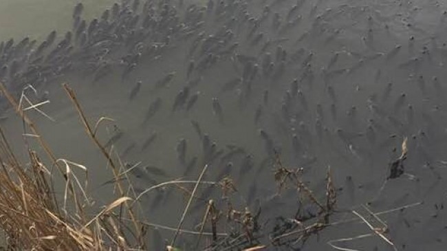 Beykoz Riva Deresi’nde balıklar yine ölüyor