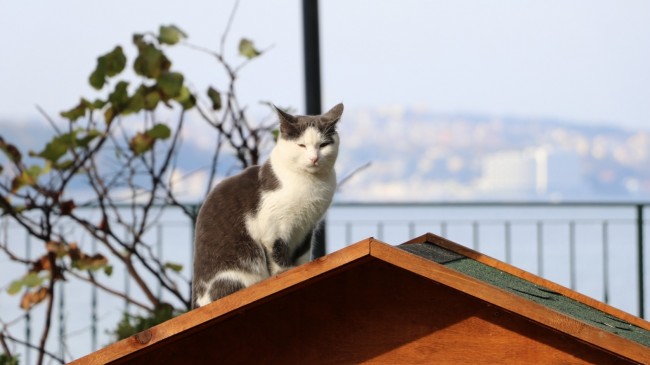 Beykoz Sokaklarına Sıcacık Kedi Evleri
