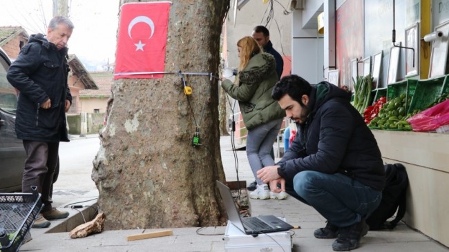 Anıt Ağaçlar Sağlık Taramasından Geçiyor