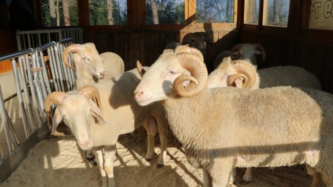 Beykoz Belediyesi’nden İhtiyaç Sahiplerine Et Sevinci