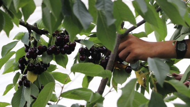 Beykoz Kirazı’nda Hasat Zamanı
