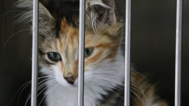 Beykoz’daki Sokak Hayvanlarına Beş Yıldızlı Hastane