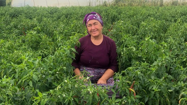 BEYKOZLU KADIN ÇİFTÇİ “ALIM GARANTİLİ TARIM”I SEVDİ