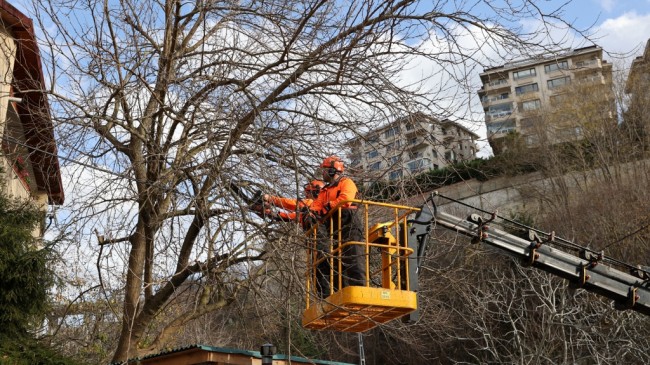 BEYKOZ’DA AĞAÇ BUDAMA MEVSİMİ