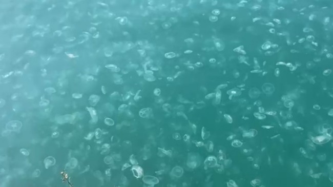 Beykoz Sahili’nde deniz anası kirliliği