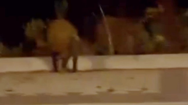 Beykoz Anadolu Kavağı’nda Domuz Sürüsü Caddeye İndi