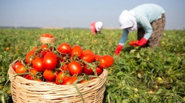 Beykozlu Çiftçilere Alım Garantili Üreticilik Müjdesi