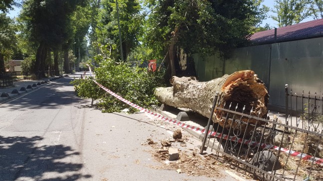 ORTAÇEŞME’DE TARİHİ ÇINAR AĞACI DEVRİLDİ