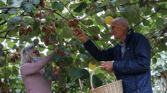Kendisi Küçük Şifası Büyük: Beykoz Kivisi Pazara İndi