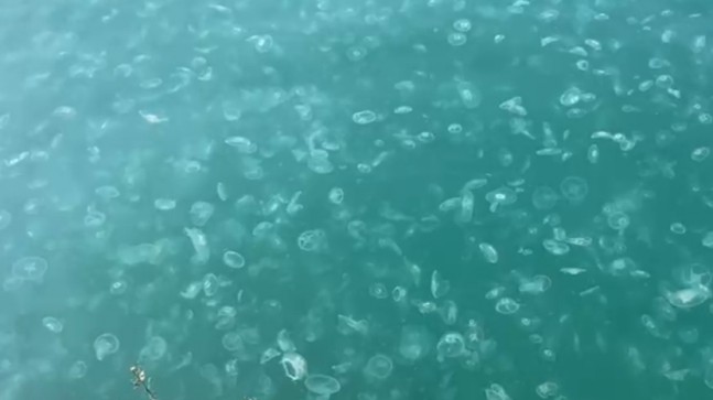 Beykoz Sahili’nde deniz anası kirliliği