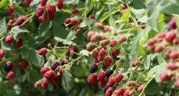 İstanbul’un Göbeğinde Dalından Meyve Keyfi