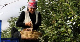 Beykoz’da Tarıma Kadın Eli Güç Veriyor