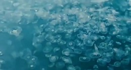 Boğaz’da denizanası istilası