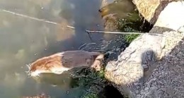 Beykoz Sahilinde su samuru görüldü