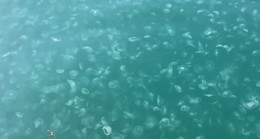 Beykoz Sahili’nde deniz anası kirliliği