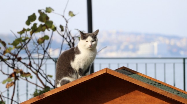 Beykoz Sokaklarına Sıcacık Kedi Evleri