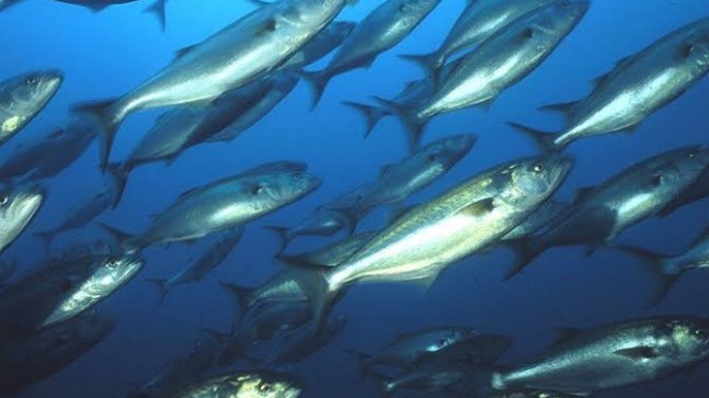 Beykoz’daki okullarda su ürünleri farkındalık eğitimi verilecek