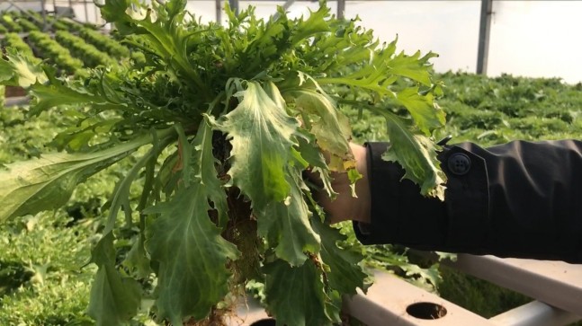 İstanbul’ un Kıvırcık Deposu Beykoz